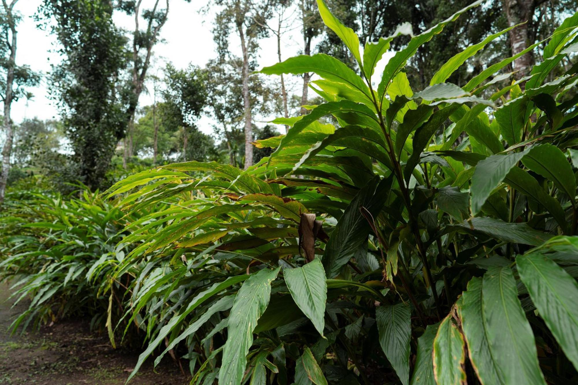 Carmelia Haven Resort Thekkady Zewnętrze zdjęcie